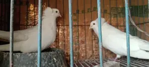 A pair of pigeons for sale, healthy, beautiful white Bombay