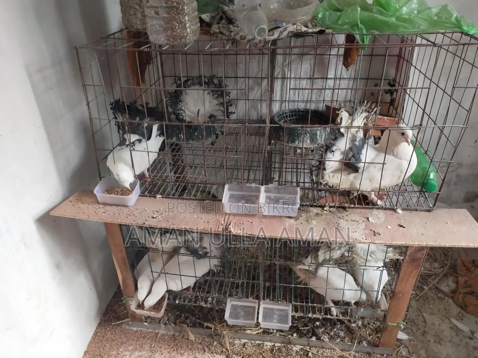 Lakha Mayuri Pigeons for Sale with Cage