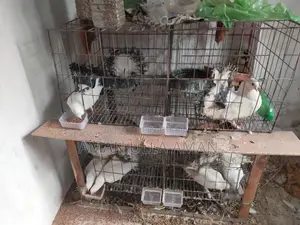 Lakha Mayuri Pigeons for Sale with Cage