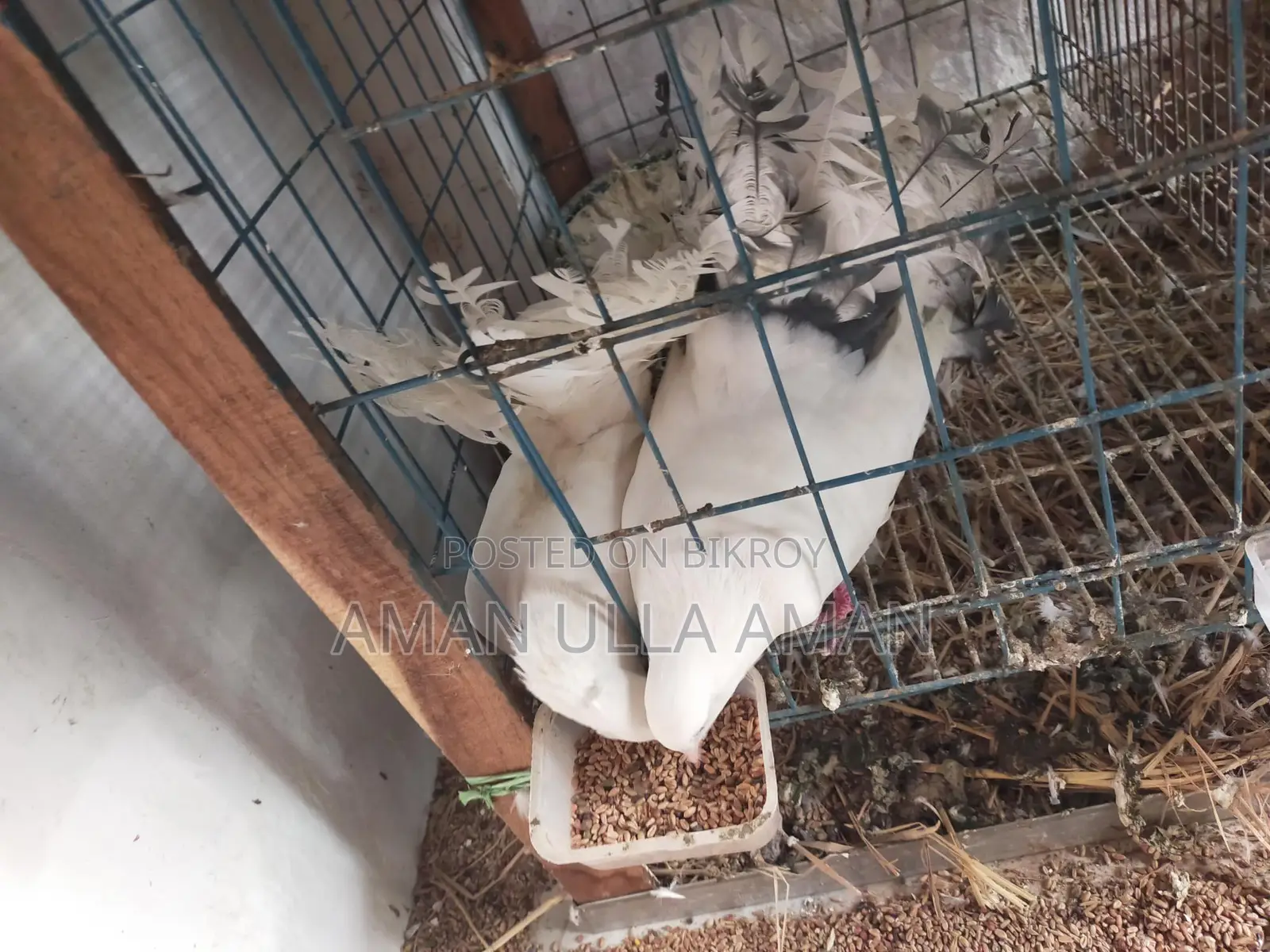 Lakha Mayuri Pigeons for Sale with Cage