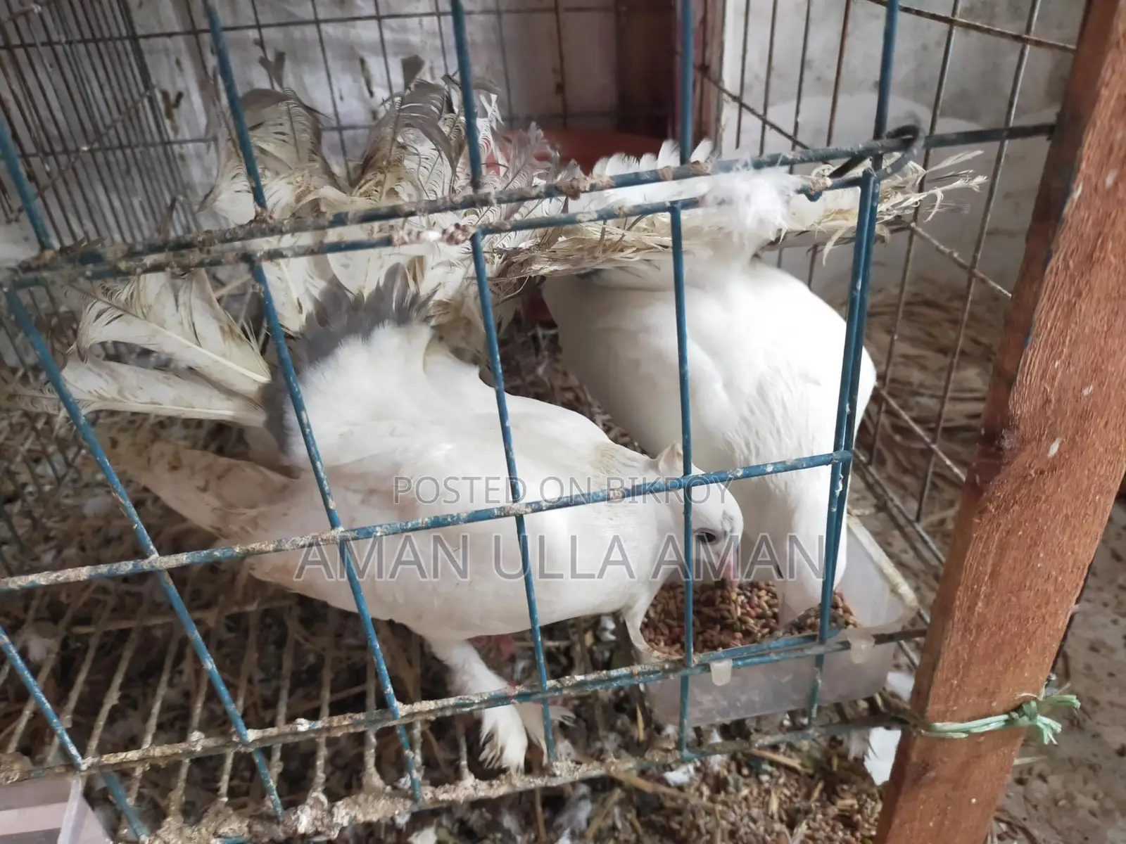 Lakha Mayuri Pigeons for Sale with Cage