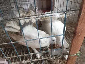 Lakha Mayuri Pigeons for Sale with Cage