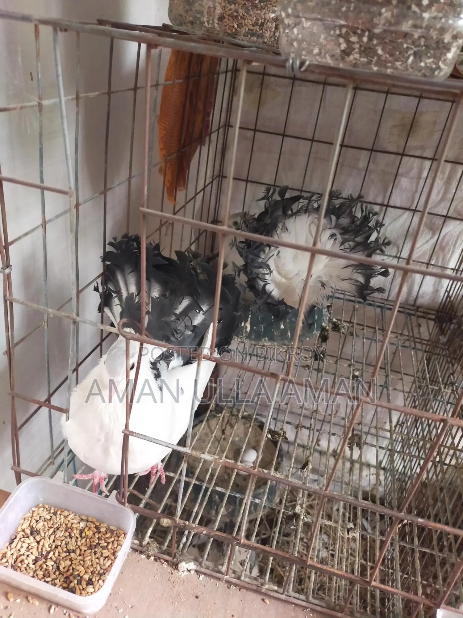 Lakha Mayuri Pigeons for Sale with Cage