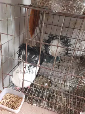 Lakha Mayuri Pigeons for Sale with Cage