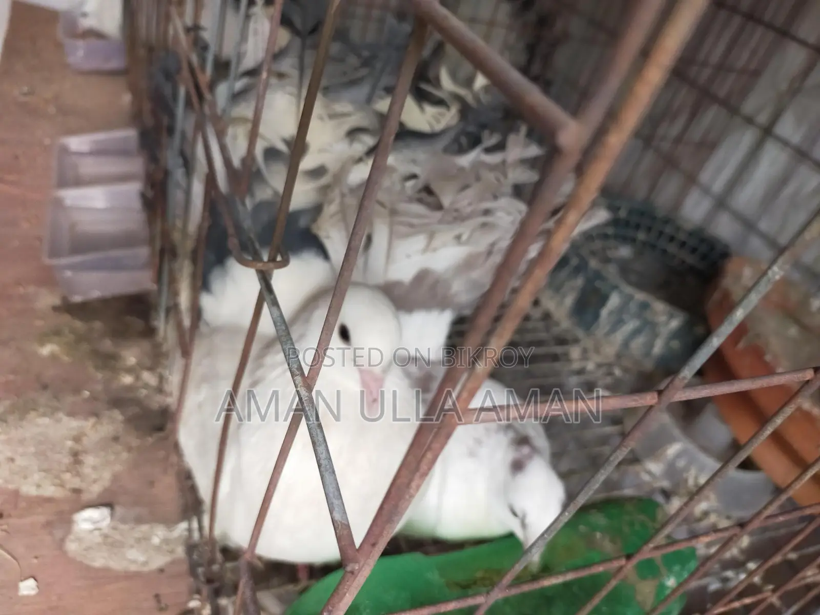 Lakha Mayuri Pigeons for Sale with Cage