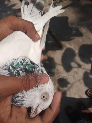 Jira Gola Nor Kobutor