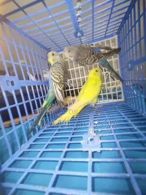 Five High-Quality Budgies for Sale