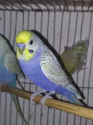 Five High-Quality Budgies for Sale