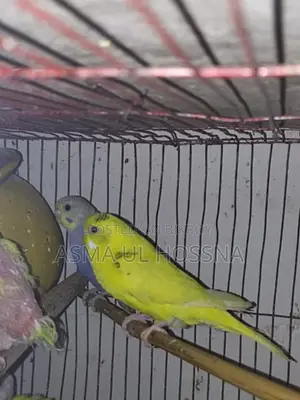 Five High-Quality Budgies for Sale
