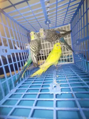 Five High-Quality Budgies for Sale