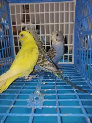 Five High-Quality Budgies for Sale