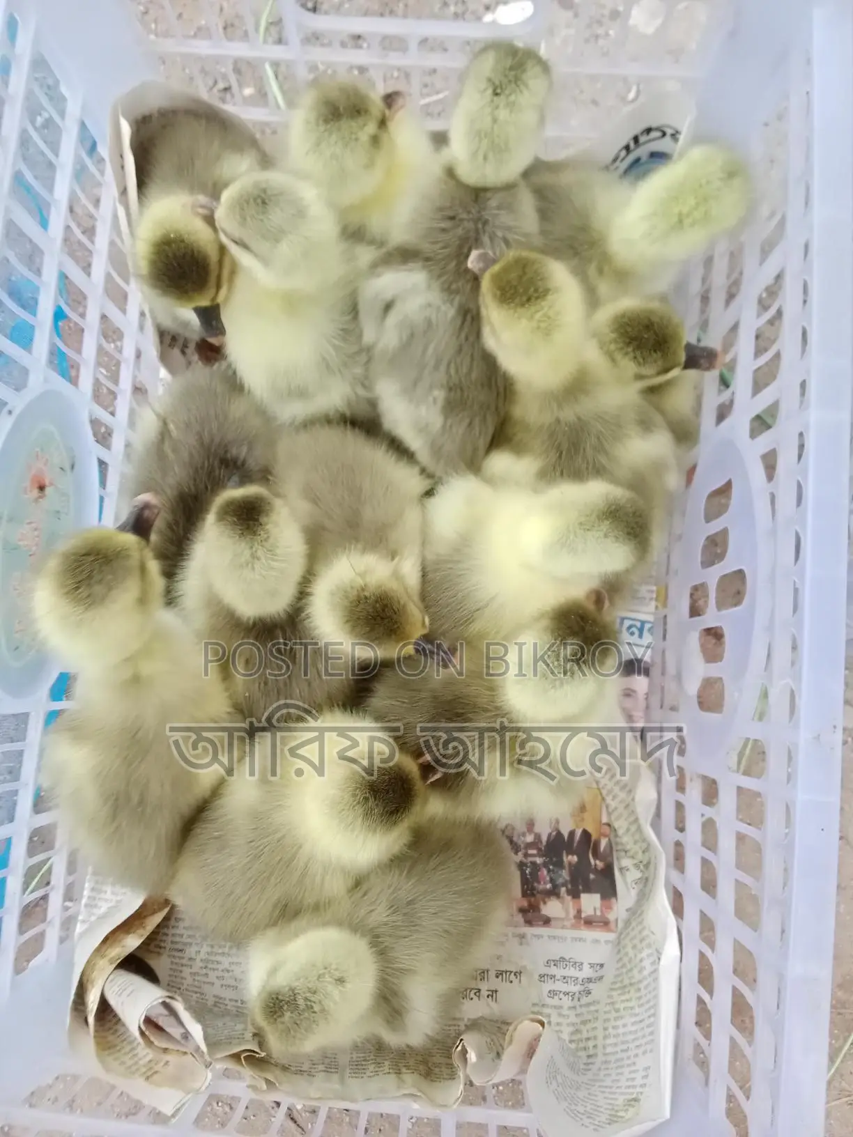 King Ducklings
