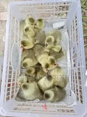 King Ducklings