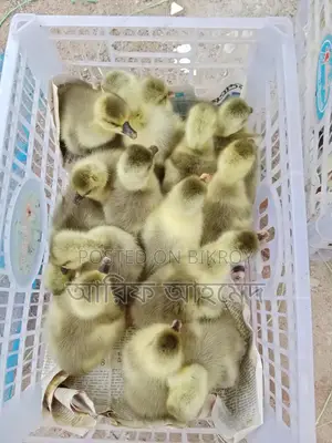 King Ducklings