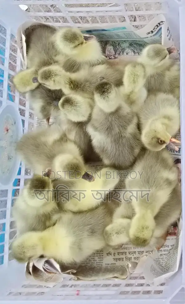 King Ducklings