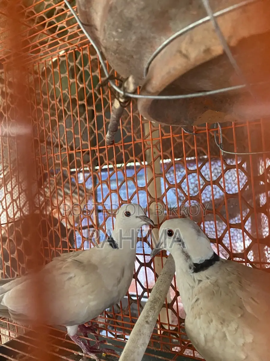 Australian Gugu Bird