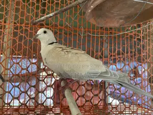 Australian Gugu Bird