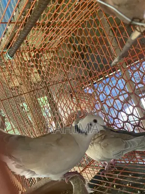 Australian Gugu Bird