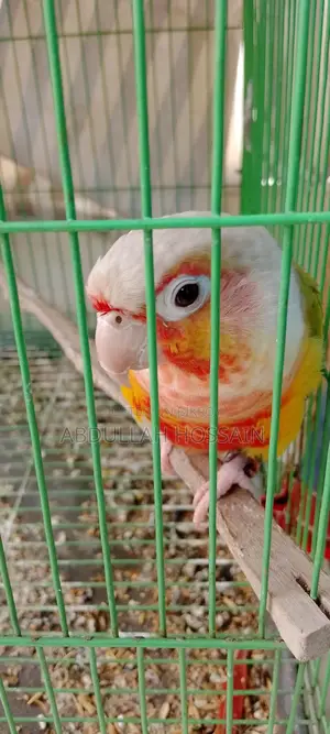 পাইনাপেল কুনোর