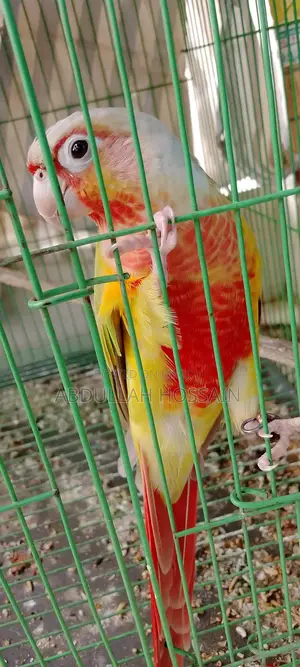 পাইনাপেল কুনোর