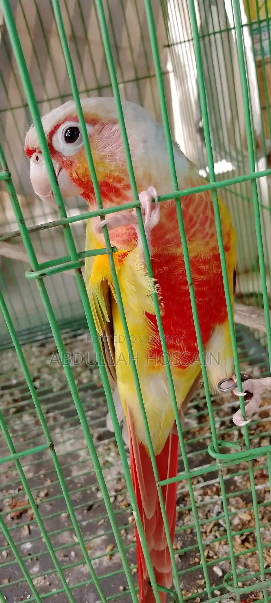 পাইনাপেল কুনোর