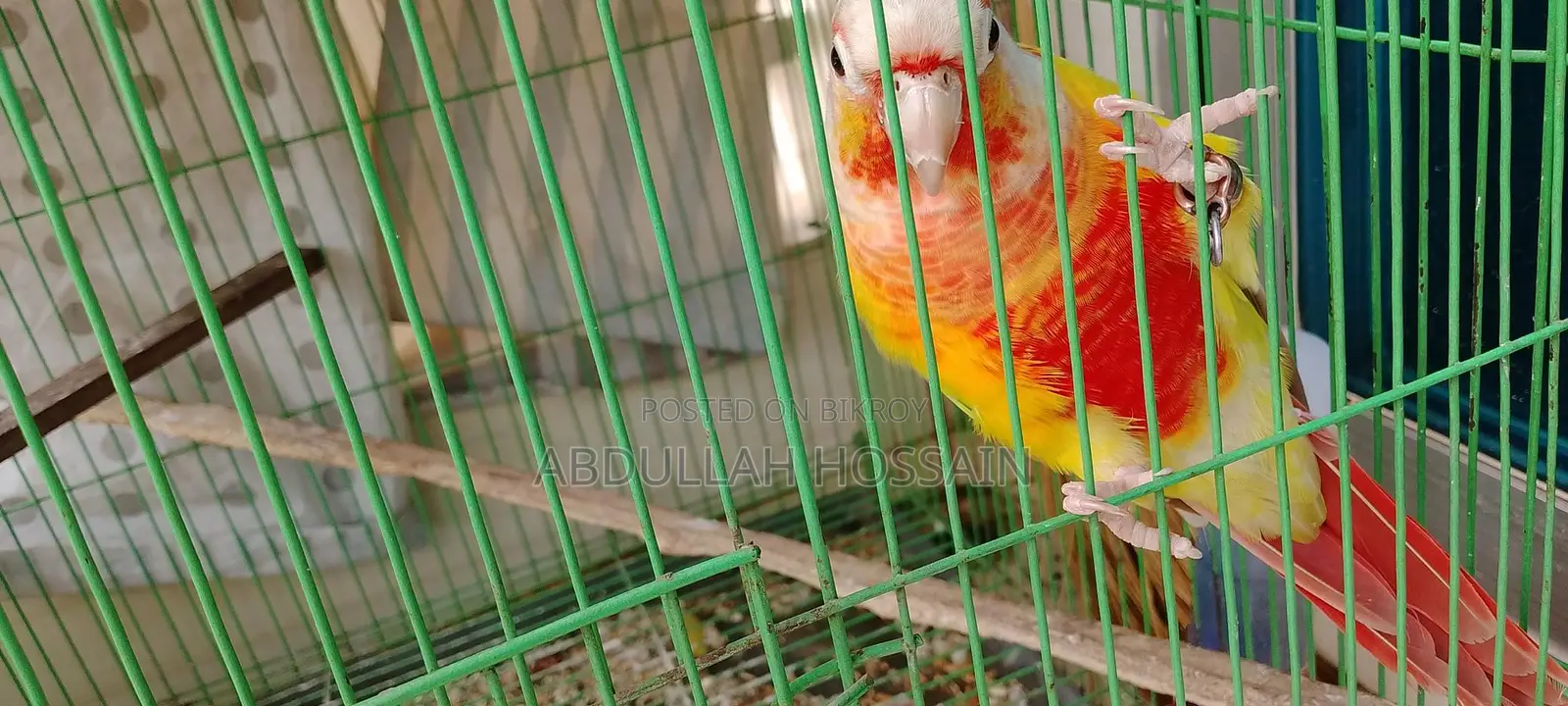 পাইনাপেল কুনোর
