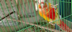 পাইনাপেল কুনোর