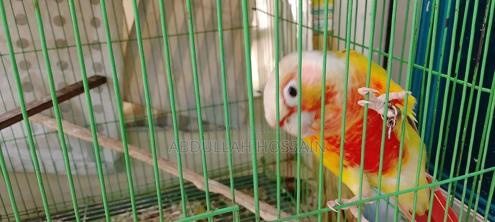 পাইনাপেল কুনোর