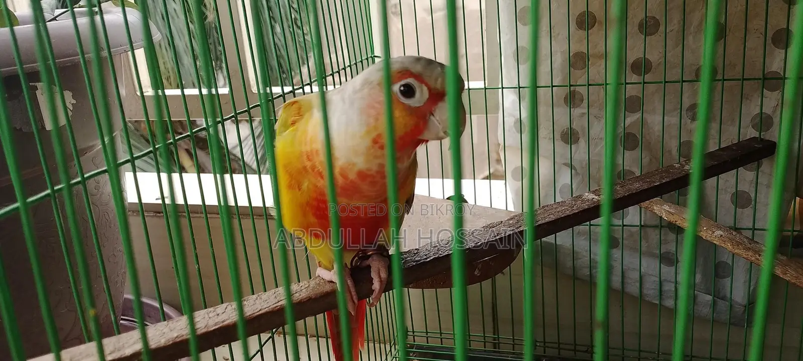 পাইনাপেল কুনোর
