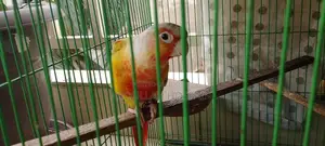 পাইনাপেল কুনোর