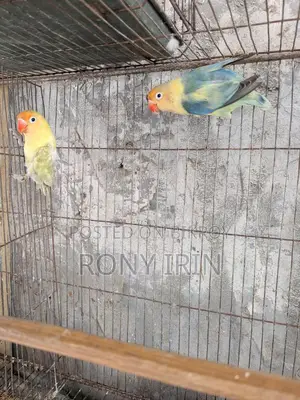 Running Pair Love Bird