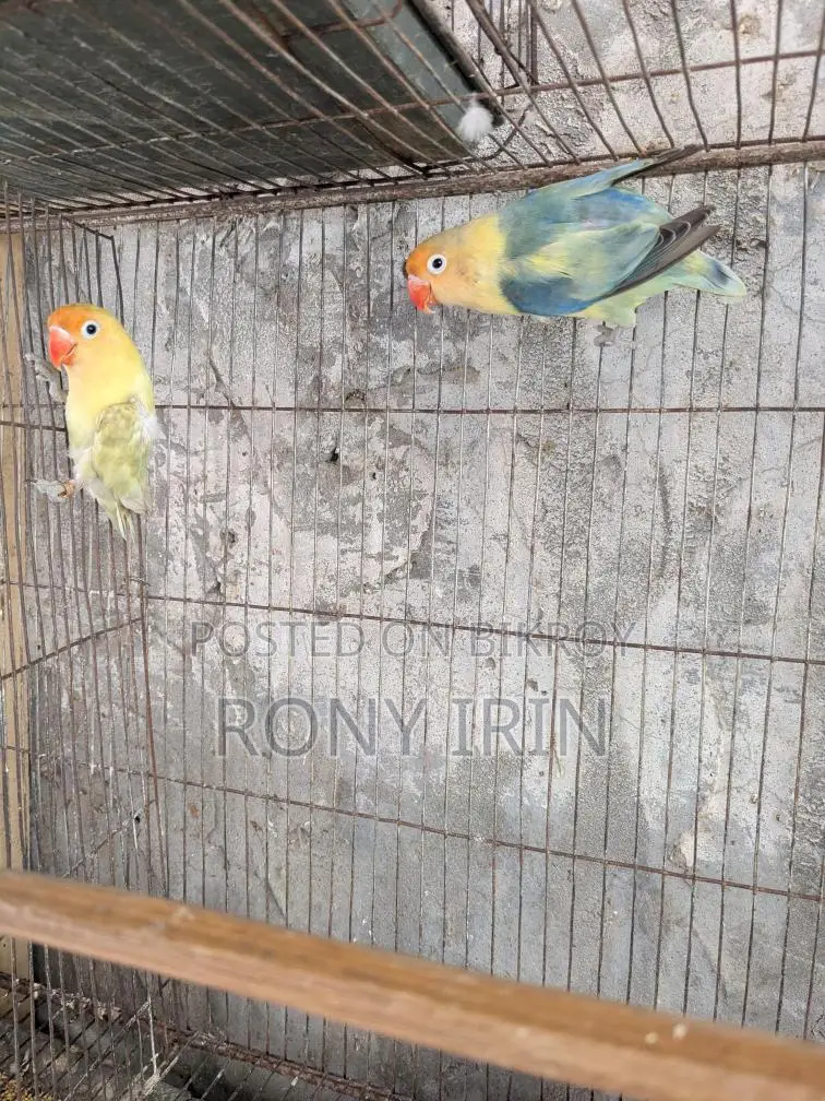 Running Pair Love Bird