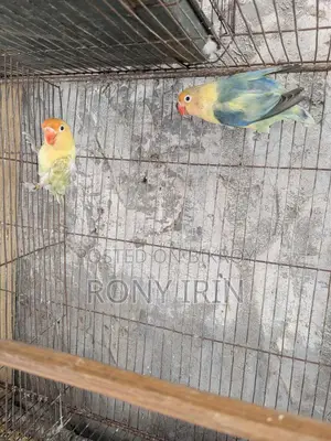 Running Pair Love Bird
