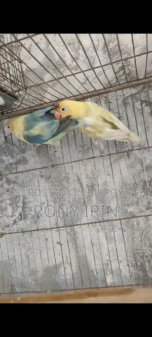 Running Pair Love Bird