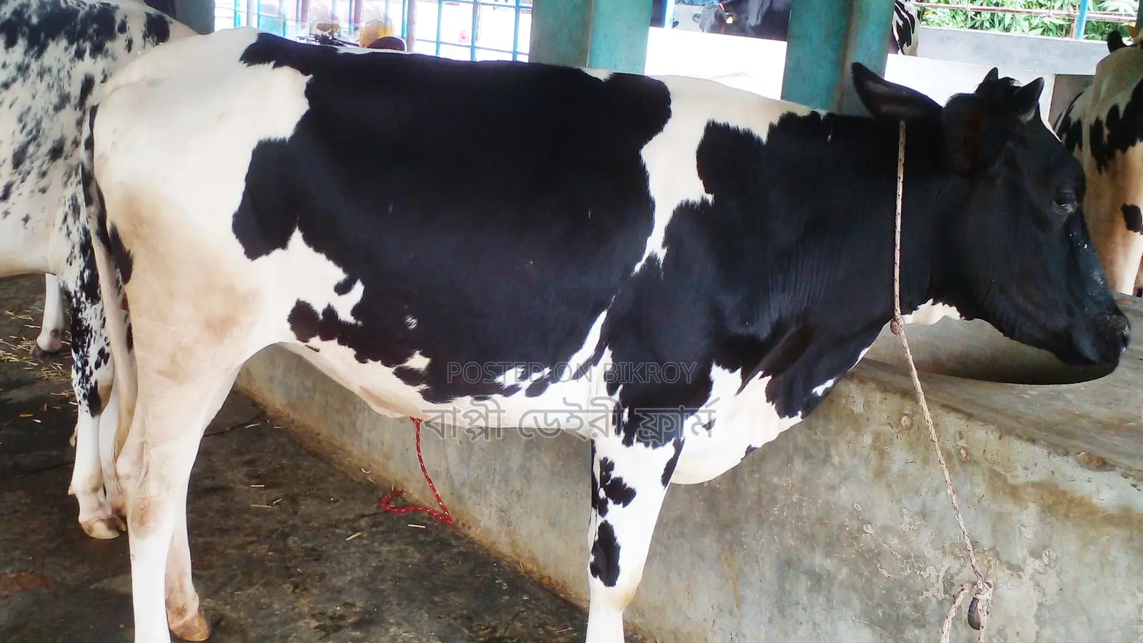 High-Quality Heifer No. 1018 for Sale