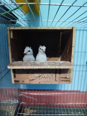 2 pairs of Bengali finches and some breeding boxes