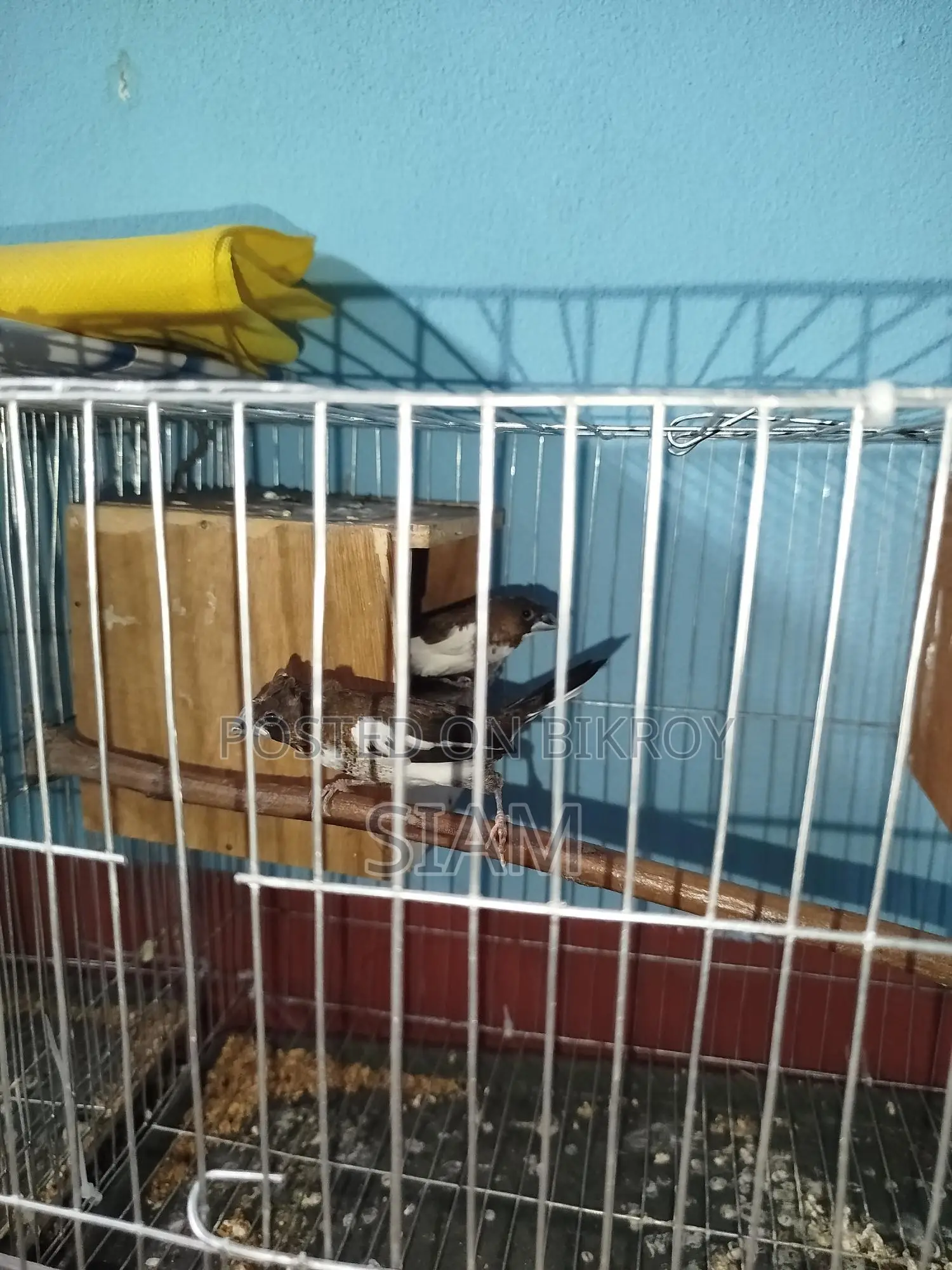 2 pairs of Bengali finches and some breeding boxes