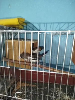 2 pairs of Bengali finches and some breeding boxes