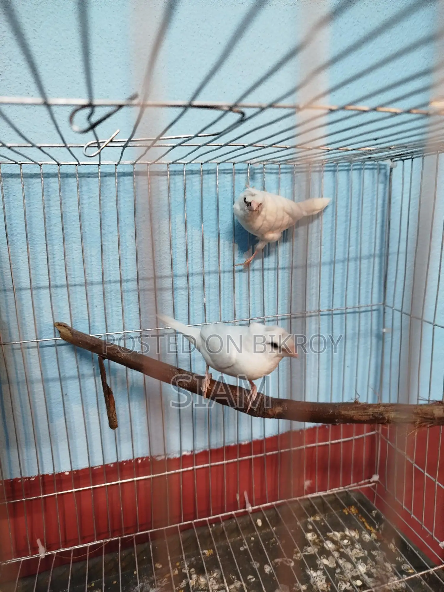 2 pairs of Bengali finches and some breeding boxes