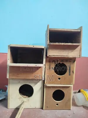 2 pairs of Bengali finches and some breeding boxes
