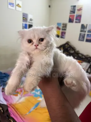 Persian Cat