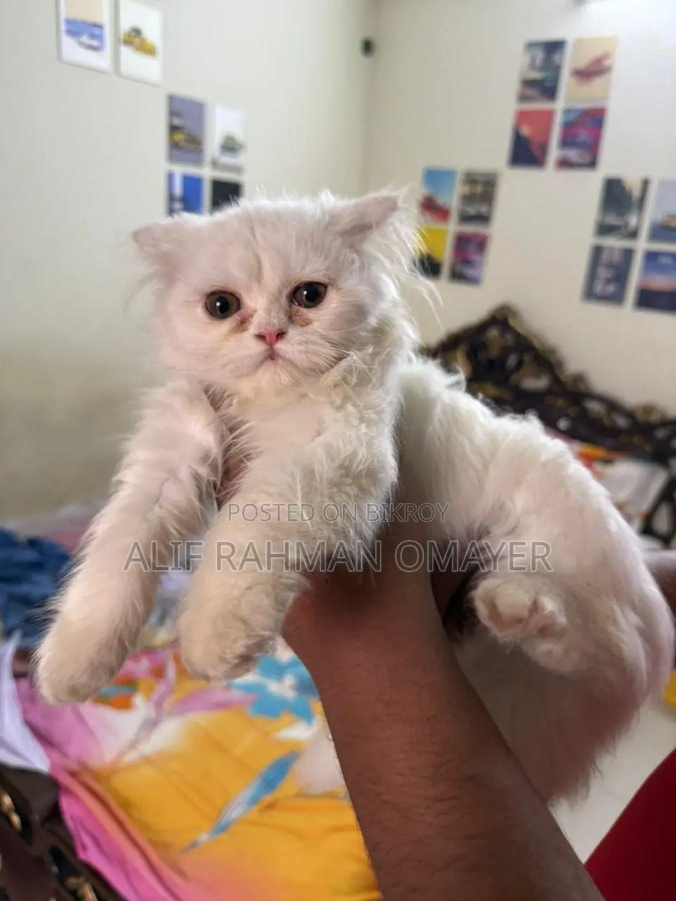 Persian Cat