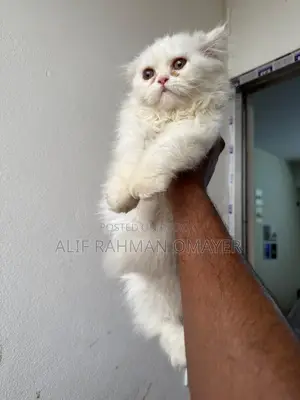 Persian Cat