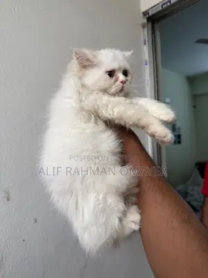 Persian Cat