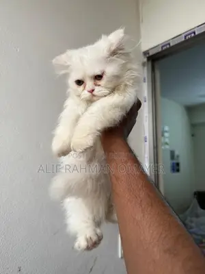 Persian Cat