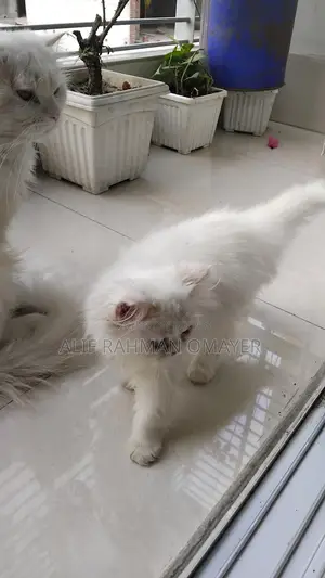 Persian Cat