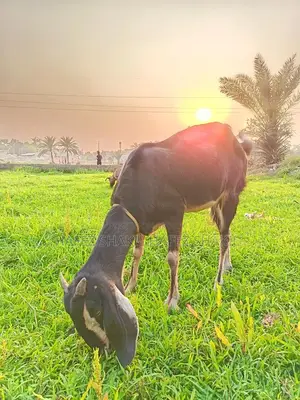 Five Local Cross-Breed Goats for Sale