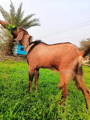 Five Local Cross-Breed Goats for Sale