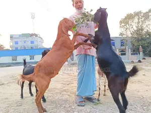 Five Local Cross-Breed Goats for Sale