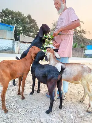 Five Local Cross-Breed Goats for Sale